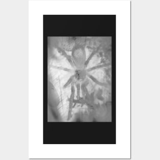 Tarantula Spiderling V10 Posters and Art